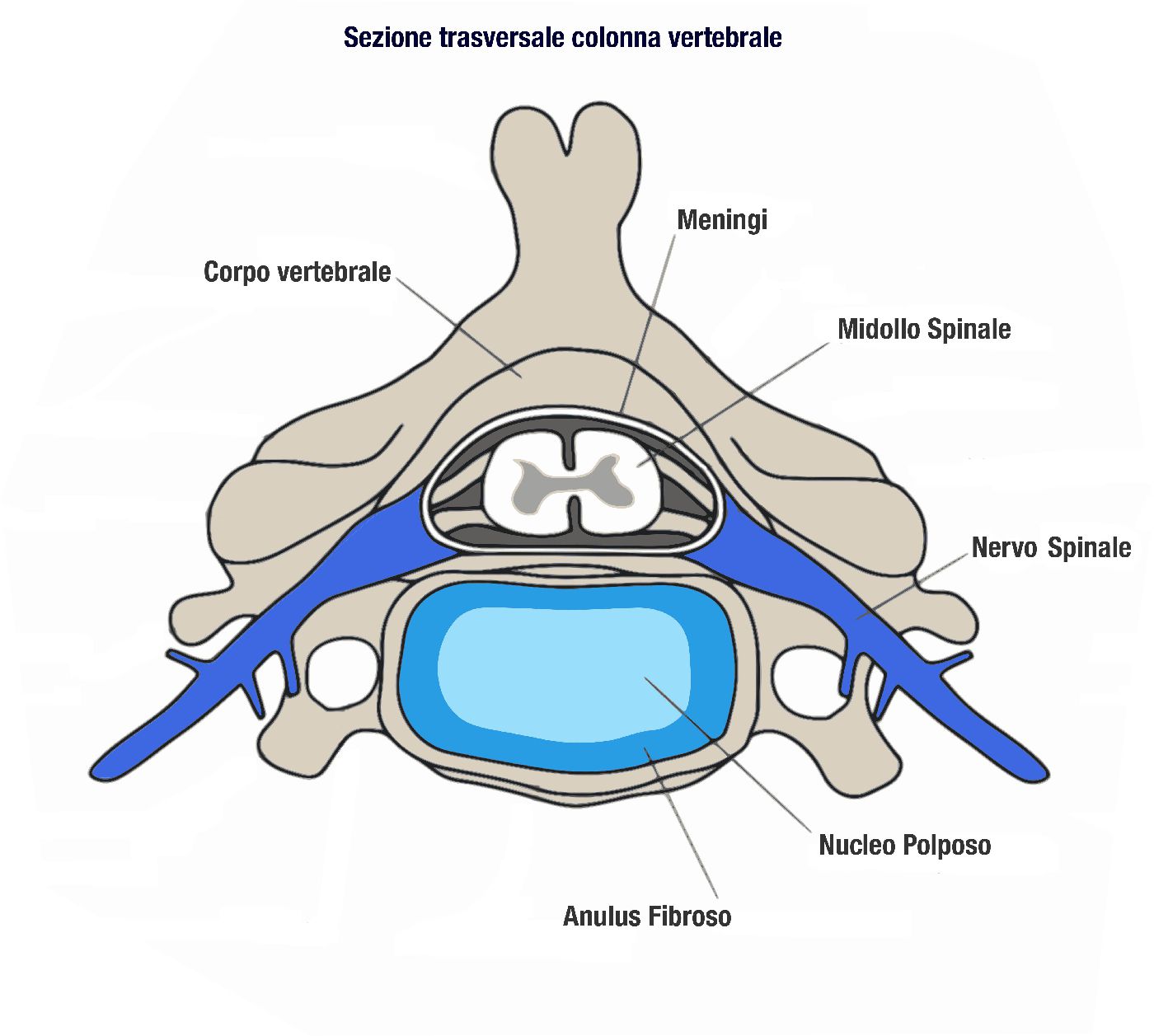 colonna vertebrale animale